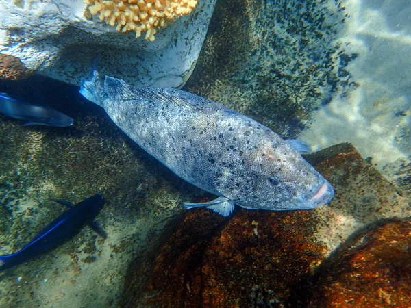 Podvodní Fotografie Ryby Nassau Grouper Plavající Mezi Skalami Korálovými Útesy — Stock fotografie