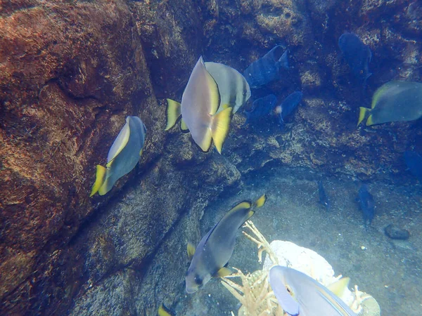 Underwater Photo Batfish Swimming Rock Coral Reef — ストック写真