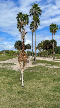 Hayvanat bahçesindeki bir zürafanın yakın plan fotoğrafı..