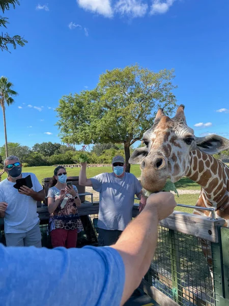 Tampa Usa November 2021 Closeup Giraffe Zoo Waiting Visitors Feed — Stok fotoğraf