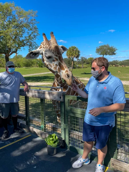 Tampa Usa Листопада 2021 Гурток Жирафа Зоопарку Чекаючи Відвідувачів Щоб — стокове фото