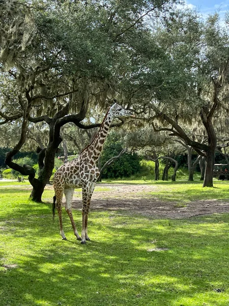 Closeup Photo Giraffe Zoo — Stock Photo, Image