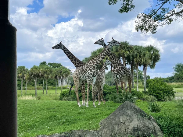 Closeup Photo Giraffes Zoo — Stok fotoğraf