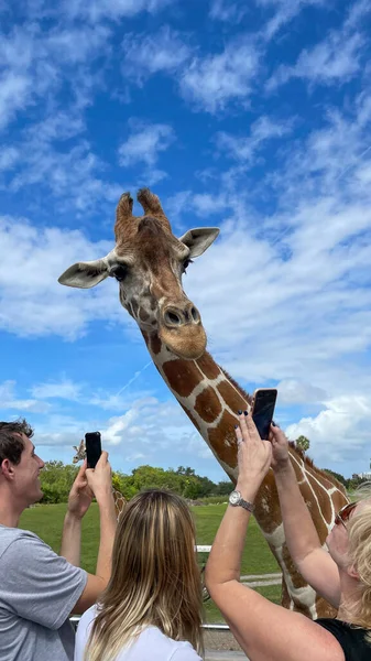 Tampa Usa November 2021 Closeup Giraffe Zoo Getting Photo Taken — Foto Stock