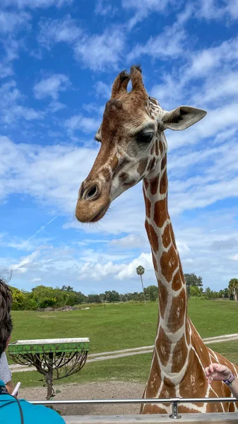 Tampa Usa November 2021 Closeup Giraffe Zoo Waiting Visitors Feed — Foto Stock