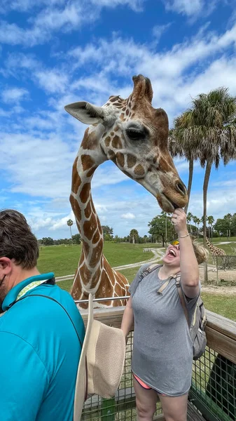 Tampa Usa Listopada 2021 Zbliżenie Żyrafy Zoo Czekającej Gości Aby — Zdjęcie stockowe