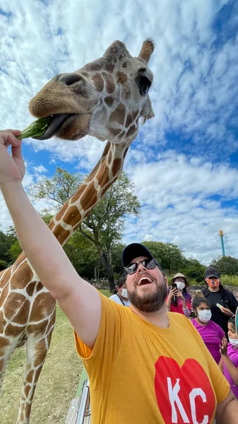 Tampa Usa November 2021 Closeup Giraffe Zoo Waiting Visitors Feed — Stok fotoğraf