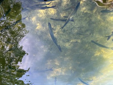 Islamorada, Florida 'da bir rıhtımda yüzen yabani Tarpon balığı..