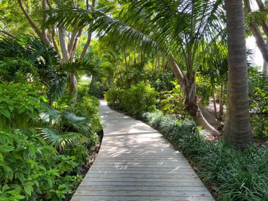 Florida Keys 'in tropik ormanlarında güneşli bir günde ağaçtan yapılmış patika bir patika..