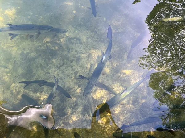 Wild Tarpon fish swimming near a dock in Islamorada, Florida.