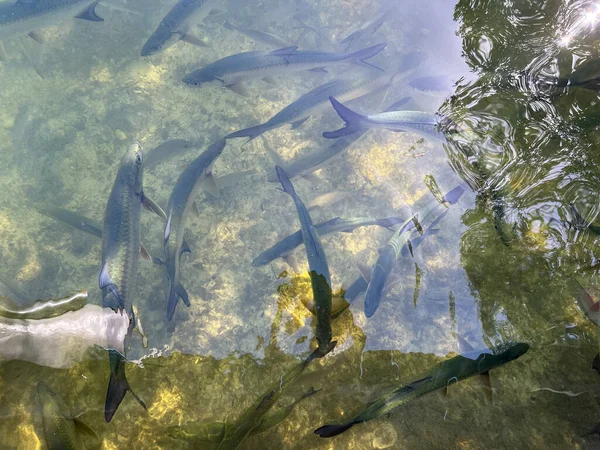 Islamorada, Florida 'da bir rıhtımda yüzen yabani Tarpon balığı..