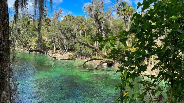 Orange City Usa February 2022 Manatee Springs Blue Springs State — Stock Photo, Image