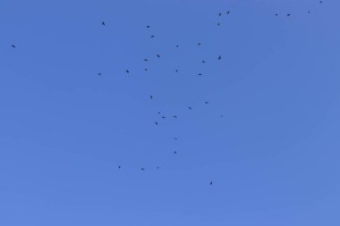 Kuşların siluetleri, mavi gökyüzünde uçan kuş sürüleri.