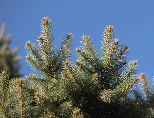 Arrière Plan Des Branches Sapin Gros Plan Des Branches — Photo