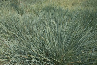 Çimlerin üzerinde uzun, dar yapraklı üniformalı çimenler
