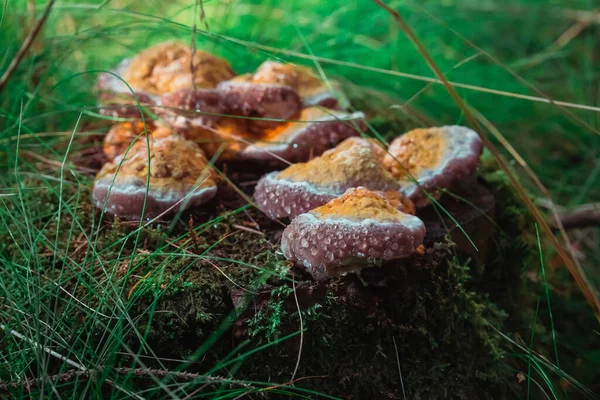 Grzyby Kroplami Rosy Pniu Drzewa Wieczornym Lesie — Zdjęcie stockowe