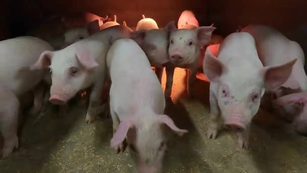 Милые Свиньи Свиноферме — стоковое видео