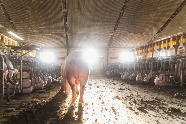 Πρωί Στη Φάρμα Γουρούνια — Φωτογραφία Αρχείου