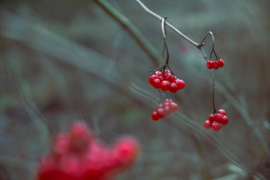 Geceleri kış ormanında Viburnum çilekleri