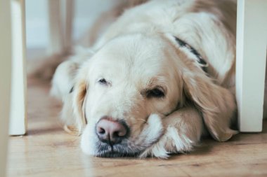 Büyüleyici Golden Retriever bir sandalyenin altında komik bir şekilde uyuyor.
