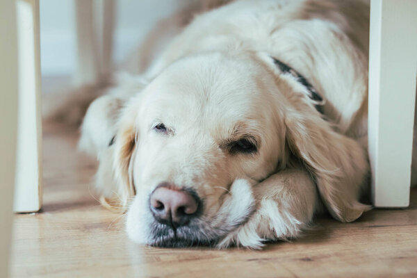 Charming golden Retriever sleeps funny under a chair