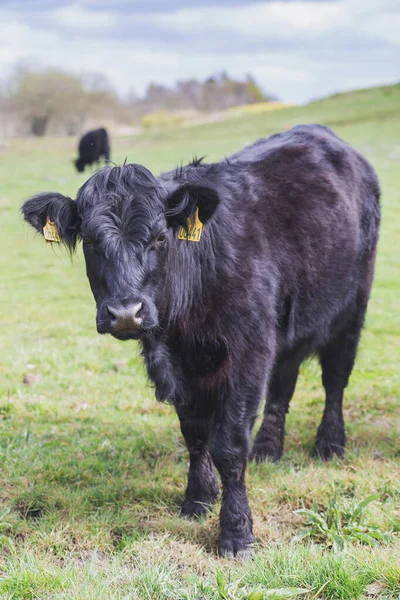 Красивые Длинноволосые Коровы Пасутся Пастбище Дании — стоковое фото