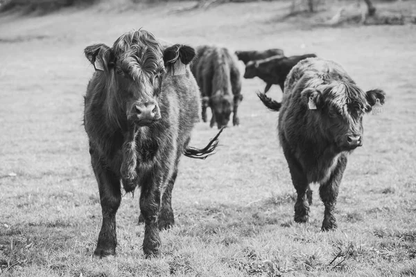 Gyönyörű hosszú hajú tehenek legelnek Dániában egy legelőn. — Stock Fotó