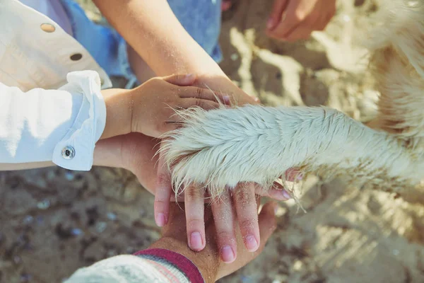 Family Dog Put Hands Together — Stock Fotó