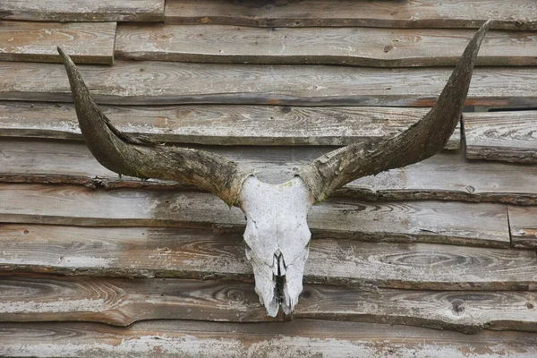 Bull skull on a wooden wall. Country background.
