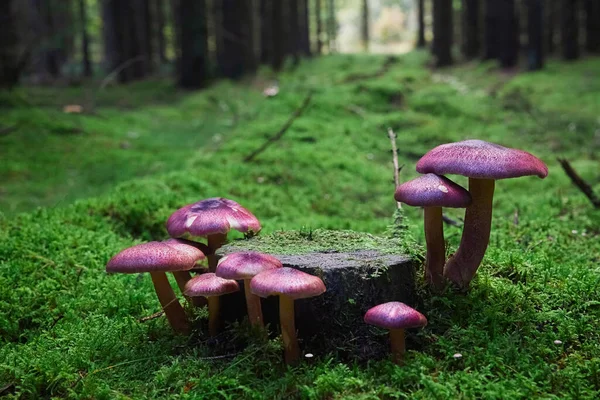 美丽的蘑菇家族在黄昏的森林里 — 图库照片