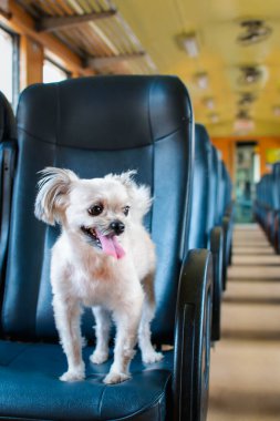 Köpek bej renginde, Shih-Tzu, Pomeranian ve Poodle 'ın karışımı bir köpek. Tren vagonunda araba koltuğunda. Eski tarz. Tatil gezisi için bekle.