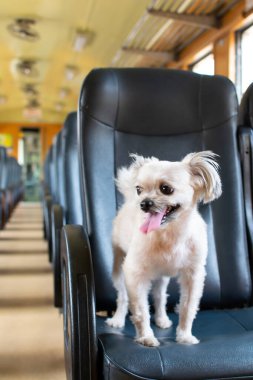 Köpek bej renginde, Shih-Tzu, Pomeranian ve Poodle 'ın karışımı bir köpek. Tren vagonunda araba koltuğunda. Eski tarz. Tatil gezisi için bekle.