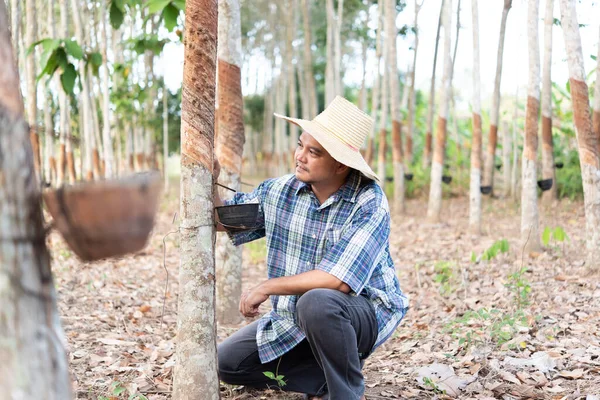 Hombre Asiático Agricultor Agricultor Feliz Una Plantación Árboles Caucho Con —  Fotos de Stock
