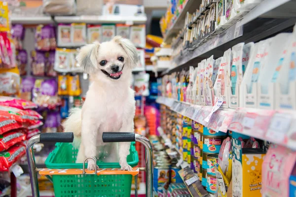 Bangkok Tailândia Abril 2017 Dog Cute Wait Pet Owner Shopping Imagem De Stock