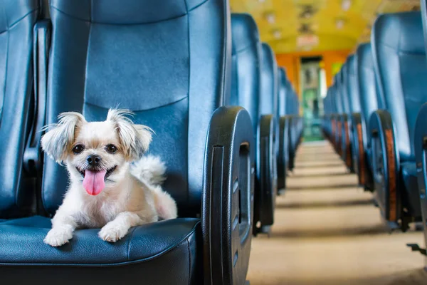 電車の中で車の座席に石頭 ポメラニアンとプールととてもかわいいベージュの色の混合品種を犬キャビンヴィンテージスタイル休暇旅行のための待ち時間 ロイヤリティフリーのストック写真