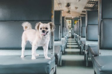 Köpek bej renginde, Shih-Tzu, Pomeranian ve Poodle 'ın karışımı bir köpek. Tren vagonunda araba koltuğunda. Eski tarz. Tatil gezisi için bekle.