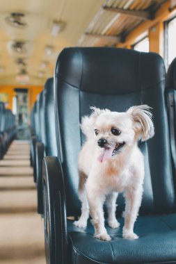 Köpek bej renginde, Shih-Tzu, Pomeranian ve Poodle 'ın karışımı bir köpek. Tren vagonunda araba koltuğunda. Eski tarz. Tatil gezisi için bekle.