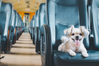 Köpek bej renginde, Shih-Tzu, Pomeranian ve Poodle 'ın karışımı bir köpek. Tren vagonunda araba koltuğunda. Eski tarz. Tatil gezisi için bekle.