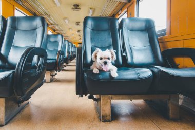 Köpek bej renginde, Shih-Tzu, Pomeranian ve Poodle 'ın karışımı bir köpek. Tren vagonunda araba koltuğunda. Eski tarz. Tatil gezisi için bekle.