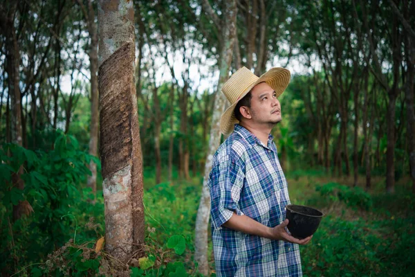 Hombre Asiático Agricultor Agricultor Infeliz Productividad Bajo Rendimiento Plantación Árboles — Foto de Stock