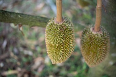 Durian, Tayland 'da bir meyve kralıdır ve Asya meyvelerinin, tarım çiftliğindeki Tay sokak yiyecekleri ve meyve pazarından alınabilecek çivili ve tatlı bir kabuğu vardır.