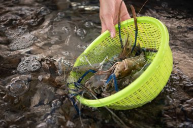 Taze çiğ karides (Dev tatlı su karidesi) birinci sınıf karides, Bangkok Tayland 'daki Tayland sokak gıda pazarında veya restoranında mangal kömürle ızgara karides pişirebilir.