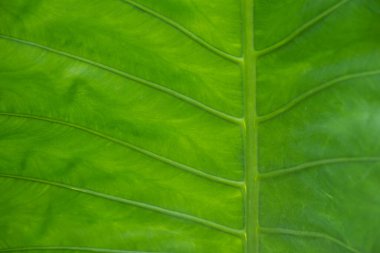 Yeşillik arkaplan, yeşillik doğa yeşili bitki ve yaprak çevre konsepti