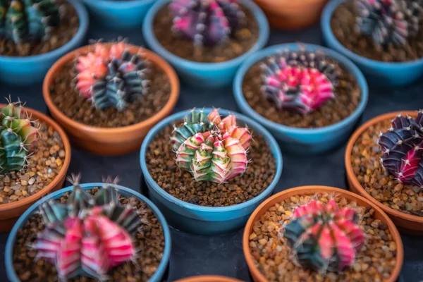 Cactus (Gymno ,Gymnocalycium) and Cactus flowers in cactus garden many size and colors popular use for decorative in house or flower shop