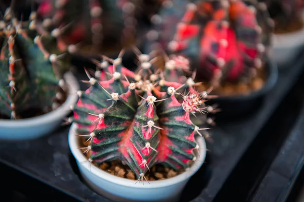 Kakteen Gymno Gymnocalycium Und Kaktusblüten Kaktusgarten Vielen Größen Und Farben — Stockfoto