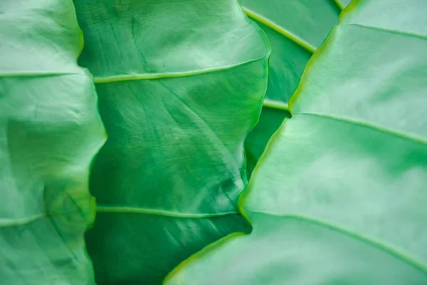 Πράσινο Φόντο Πράσινο Χρώμα Της Φύσης Φυτό Και Φύλλα Περιβάλλον — Φωτογραφία Αρχείου