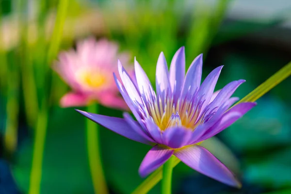 Lotus flower (Lotus, Water-lily, Tropical water-lily or Nymphaea nouchali) white and purple color, Naturally beautiful flowers in the garden