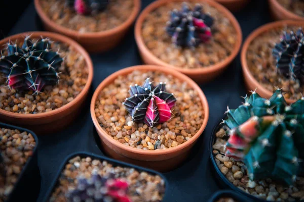 Cactus (Gymno ,Gymnocalycium) and Cactus flowers in cactus garden many size and colors popular use for decorative in house or flower shop