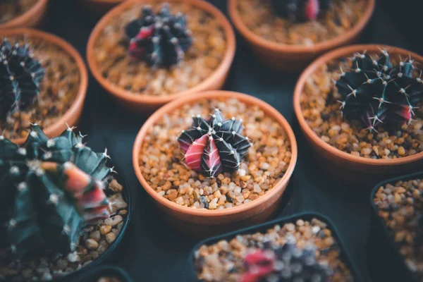 Cactus (Gymno ,Gymnocalycium) and Cactus flowers in cactus garden many size and colors popular use for decorative in house or flower shop