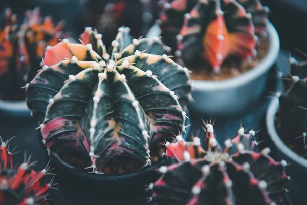 Kakteen Gymno Gymnocalycium Und Kaktusblüten Kaktusgarten Vielen Größen Und Farben — Stockfoto